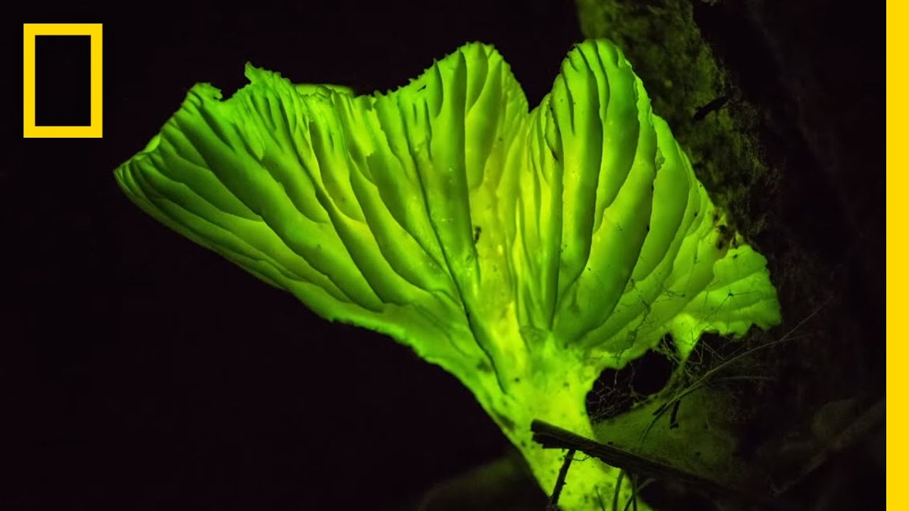 Here's why some mushrooms glow in the dark