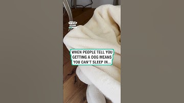 My dog is lazy 😂😴        🎥: TikTok / bambietella