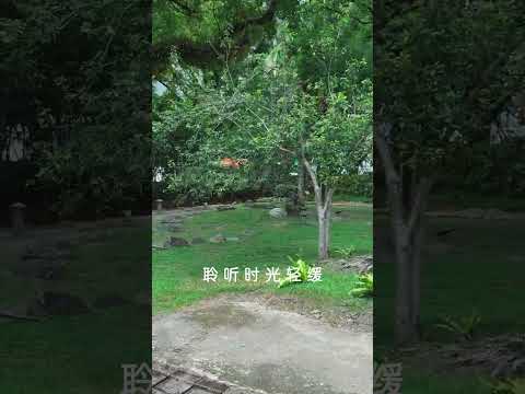 【宜蘭設治紀念館－從窗望百年老樹】這種視角彷彿將自然風光化為一幅畫，讓旅人不僅參觀建築，更能以心靈體會歷史、人文與自然交融的韻味。
