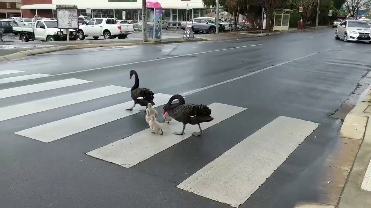 Law-Abiding Family of Swans Cross Road at Pedestrian Crossing 