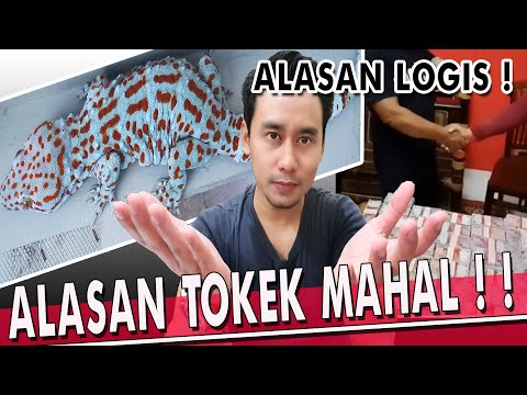 Video: Tokek ekor daun: habitat, pembiakan, ciri spesies dan penerangan dengan foto