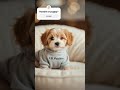 Hoodie or puppy pick one #shorts #short #cute #puppy #youtubeshorts #ytshorts #dog #animals #funny