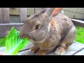 Кормление огромного кролика салатом-латуком