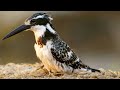 Kingfishers of the Luangwa Valley