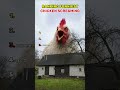 Ranking Funniest Chicken Screams 🐔🤣