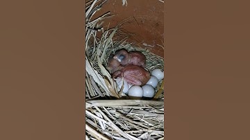 java breeding progress update #faizanhafeez