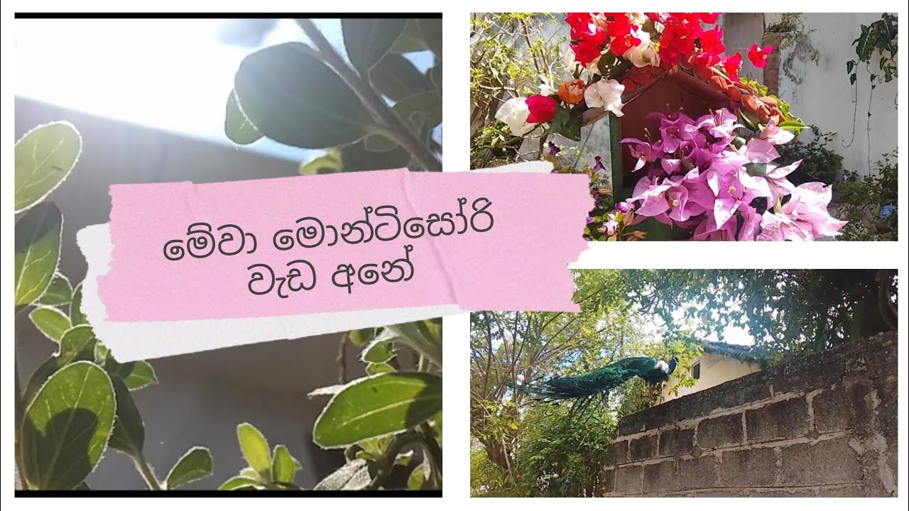 පරිසරයත් එක්ක බැදුනු දවසක්😍#gardening #flowers #animals #gardenplants 