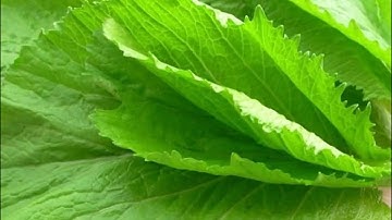 Rau cải xanh: Những Bí Mật Tuyệt Vời Từ Loại Rau Này