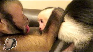 Capuchin Monkeys Playing! CUTE!
