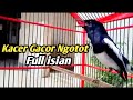 Pancingan Kacer Tarung Gacor Ngotot Full Isian Cari Musuh Mp3 - Mp4 Download