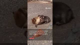 🥺 Θυμάστε τον Punch;