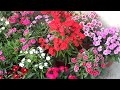 DO JUST 5 THINGS To Keep Dianthus Full &amp; Flowering