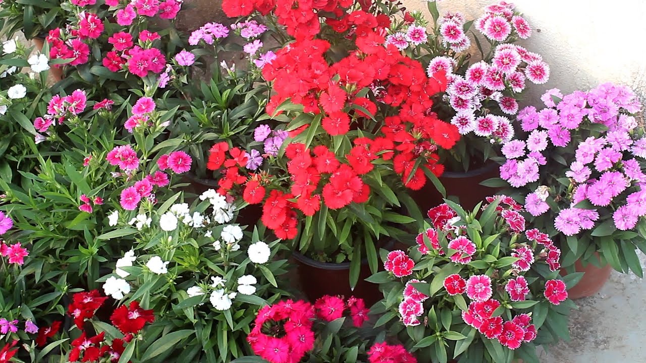 DO JUST 5 THINGS To Keep Dianthus Full & Flowering YouTube