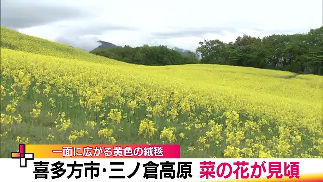 ゲレンデに黄色の絨毯 350万本の菜の花が見ごろ 菜の花フェスタ始まる
