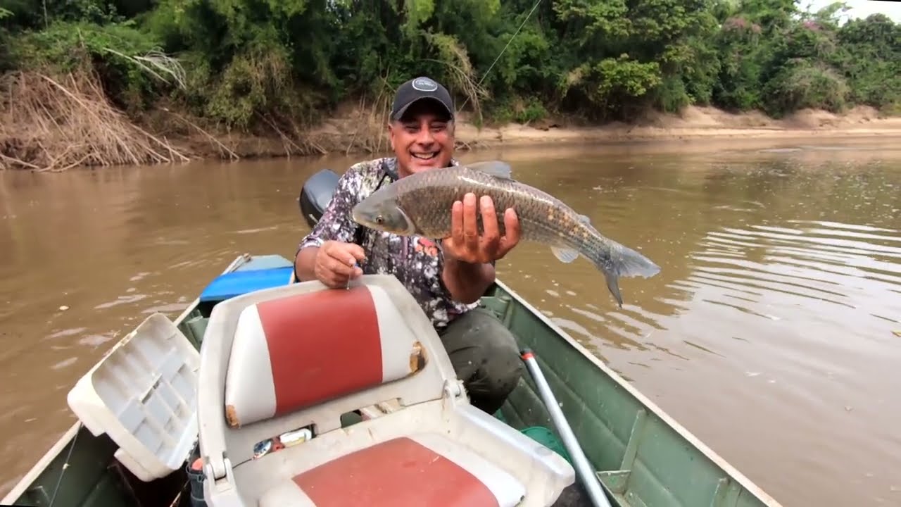 PIAU-UÇU GIGANTE APARECENDO NO RIO MIRANDA(