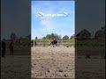 #horse #equestrian