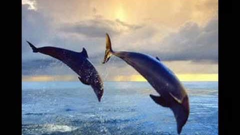 Champagne- Tiny Spark