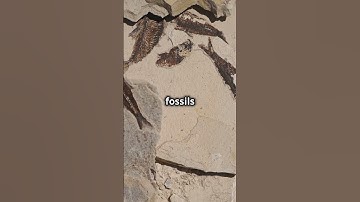 Fossils Explained