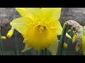 Sunny start to spring as temperatures expected to climb above average for some 🌞