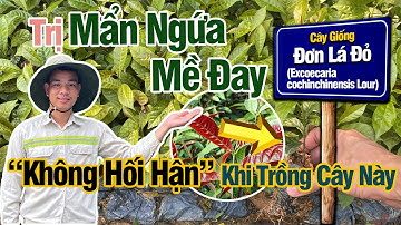 Cây Trị Mụn Nhọt Mề Đay Mẩn Ngứa Các Bác Không Hối Hận Khi Trồng Cây Này | Giống Đơn Đỏ 0868.284.789