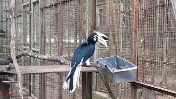 Burung Kangkareng Perut Putih yang Setia
