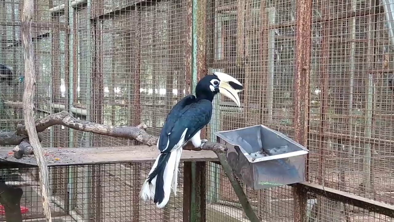 Burung Kangkareng Perut Putih yang Setia 