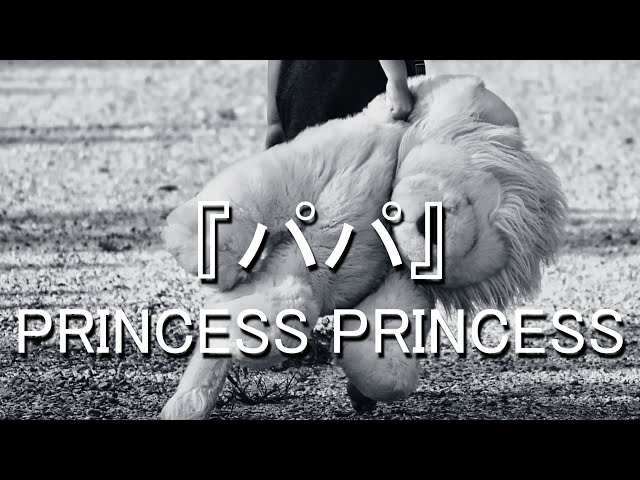 パパPRINCESS PRINCESS
