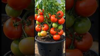 “घर पर उगाएं सुपर टमाटर 🍅🌱 | 1 गमले में ढेर सारी फसल 😍🔥 #Shorts”