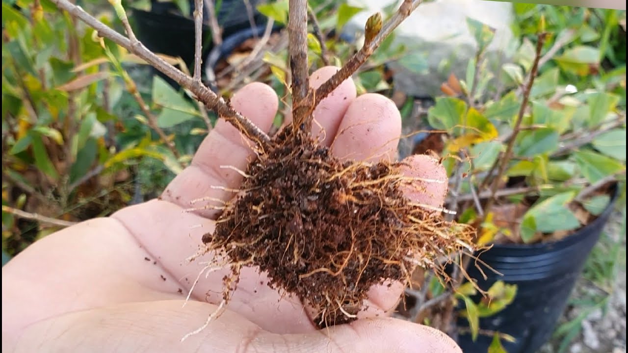 hướng dẫn giâm cành mai vàng chi tiết