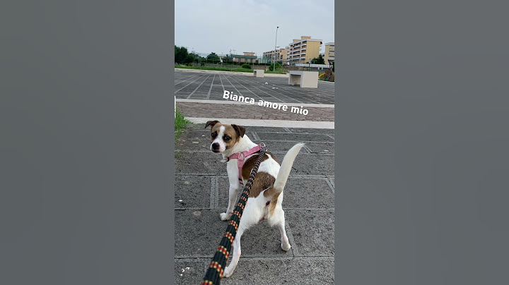 Cane intelligente