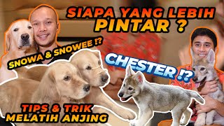 CHESTER DILATIH BIMA ARYO BARENG SNOWA DAN SNOWEE ! SIAPA YANG PALING PINTER ?!