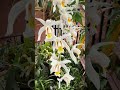 #shorts My Coelogyne 'Unchained Melody' is in bloom!  #orchids #orchid #orchidcare #coelogyne