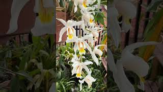 #shorts My Coelogyne Unchained Melody is in bloom!  #orchids #orchid #orchidcare #coelogyne