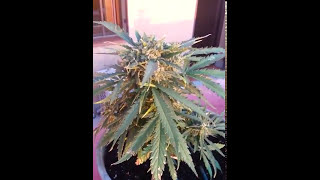 Sweet Seeds Cream mandarine La cabezona