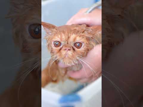 วีดีโอ: แมวไม่สามารถหยุดอาการคันได้? มันอาจเป็นอาการแพ้อาหาร