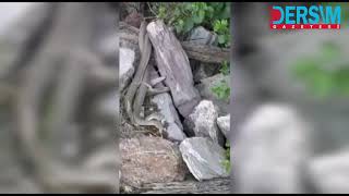 Yılanların Dansı Saniye Saniye Görüntülendi