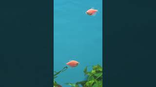 Лучшие рыбки для аквариума без аэрации  #shorts