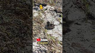 Enten #txoivi #enten #duck #ente #entspannung #entenfamilie #Ostsee