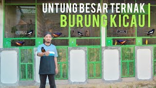 Sukses Ternak Burung Kacer dan Burung Murai Batu, Dijamin Untung Besar