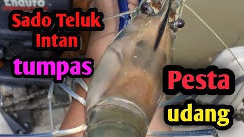 Memancing udang galah waktu air pasang besar di Teluk Intan(fishing giant prawn fresh water)