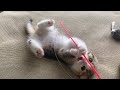 勢いあまっておなか見せちゃってる子猫がこちらです