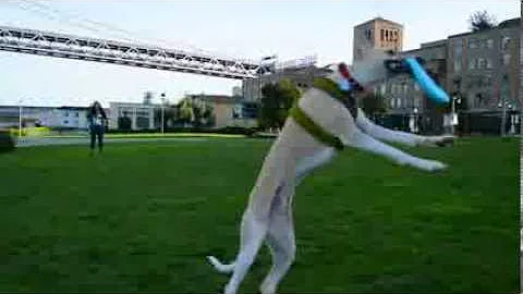 Pickles | Frisbee Whippet