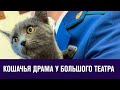 Кот провел четыре дня без еды и воды запертый в авто - Москва FM