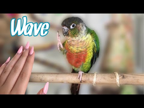How to Teach Your Bird to Wave! | Easy Parrot Trick Training