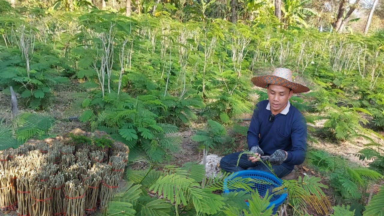 เคล็ดลับการตอนกิ่งชะอม!!จากสวนชะอมเงินล้าน