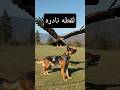 لقطه نادره لصقر  يقف على ظهر كلب بوليسي قوى #dogshorts  #شاهد احدث فيديوهات همباريكا