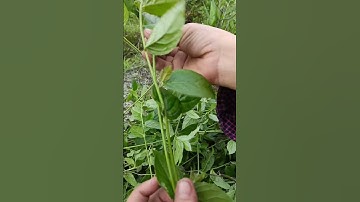 Cây bầu đất chữa chị em bị khô hạn