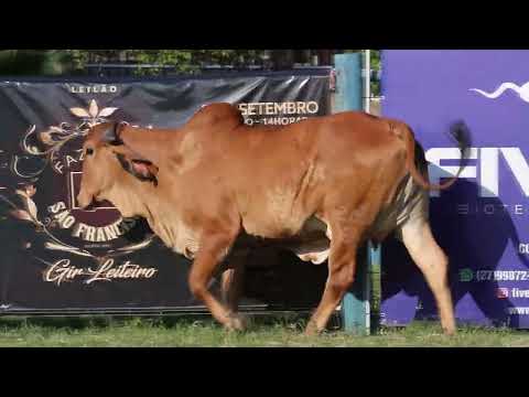 LOTE 36   GALE 285