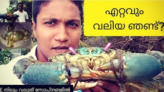 ലോകത്തിലെ ഏറ്റവും വലിയ ഞണ്ടും ഞാണ്ടുകളും?./the biggest crab in the world?