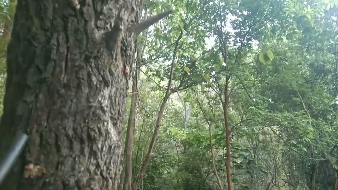 Yos hav zoov caum nab qa tau ib tug nawg 23/4/2025